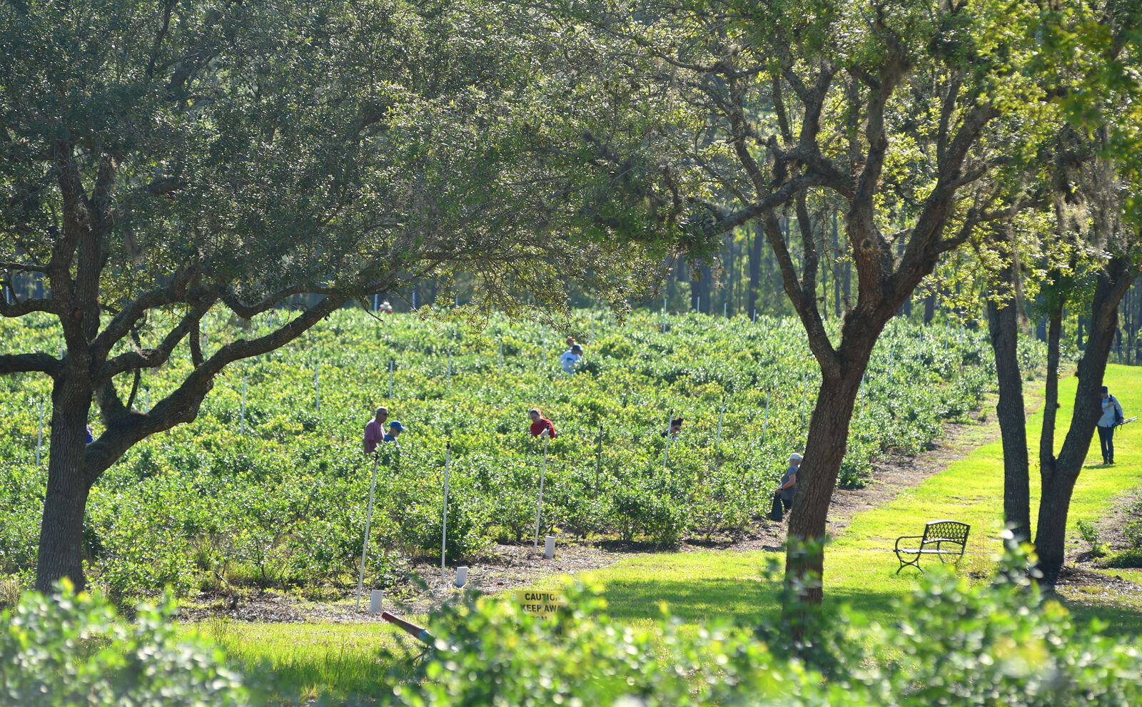 Berry picking 4.jpg